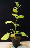 Nicotiana benthamiana plant. Downloaded from http://en.wikipedia.org/wiki/File:Nicoatiana_benthamiana_plant.jpg. Released to the public domain.