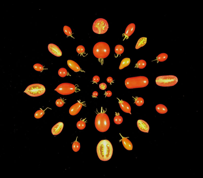 circle fruit