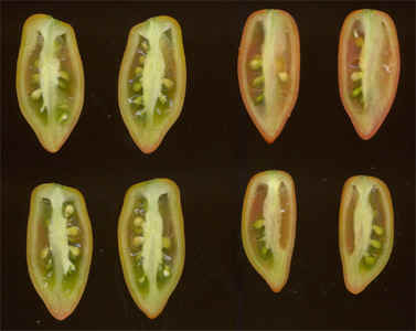 rectangle fruit