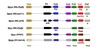 Genome organization of the Pto region in haplotypes of Solanum habrochaites (Shab), S. pimpinellifolium (Spim), and S. lycopersicum (Slyc).  The open reading frame of each gene is shown and its direction of transcription is indicated.  Orthologs are shown in the same color.  PtoF in L. pimpinellifolium is a pseudogene (), PtoG appears to be a chimera between PtoE and PtoF.  The organization of the Solanum habrochaites haplotype is hypothetical because it has not been sequenced; the existence of genes shown with hatches in this haplotype is likely but uncertain.  The figure is derived from:  GenBank accessions #AF220602 and #AF220603; Chang et al. (2002) Mol. Plant-Microbe Interact. 15:281-291; Riely and Martin (2001) PNAS USA 98:2059-2064; and Pedley and Martin (2003) Ann. Rev. Phytopathol. 41:215-243. The region encompasses about 60 kilobases but is not drawn to scale.