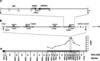 fw2.2 positional cloning