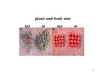 Plant and fruit size