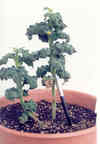 adult plants of the dpy mutant (LA0811)