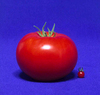 cultivar vs. wild species tomatoes