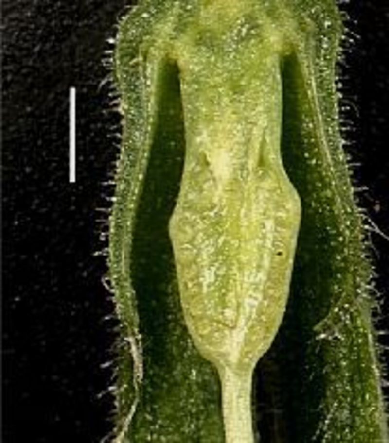 Long John_ovary_2