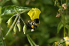 Plants that produce both male and female gametes use various strategies to determine whether they will predominantly self-fertilize or predominantly use pollen from other flowers. Although compatibility of cell surface receptors is part of the story, the geometry of flower parts also affects what pollen lands on the stigma. In the flower of the domesticated tomato, the stigma is buried within the anthers, which makes self-fertilization more likely. In wild relatives of the tomato, however, the stigma projects beyond the anthers and favors cross-fertilization. The photograph is taken by Dr. Andre Kessler---excerpted from Scinece Oct. 30, 2007