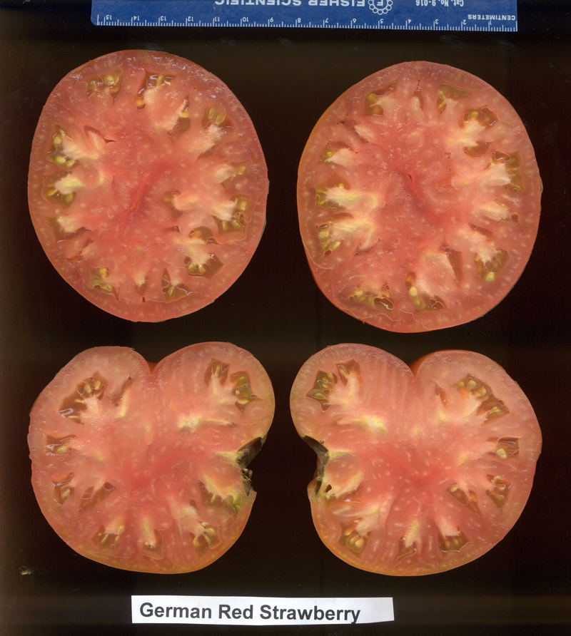 German Red Strawberry_xs08.jpg