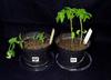 dgt (LA1093) seedlings showing dark green leaves and short stature