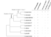 Phylogeny of the species in the tomato clade of the Solanum genus based (3).  * determination of L02 “short style” allele based on  QTL mapping.