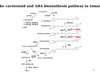 The carotenoid and ABA pathway in tomato