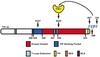 Adi3 is a member of the AGC family of protein kinases that negatively regulates programmed cell death.  The figure shows the protein domains of Adi3.  The PIF is used for interaction with Pdk1.  The Adi3 PIF binding pocket binds the Adi3 PIF after Pdk1 phosphorylation for structure stabilization.  The T-loop extension contains cellular localization signals such as a nuclear localization signal (NLS).  A nuclear export signal (NES) is found in the N-terminal region of the protein.  Lysine 377 in the kinase domain binds ATP and Ser 539 is phosphorylated by Pdk1 for activation.