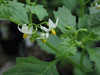 A picture of Solanum retroflexum. Photo by Ms Erika Van der Walt.