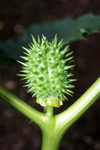 Datura stramonium. Photograph by Sandra Knapp. Copyright © by Sandra Knapp, provided under the Creative Commons licence