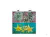 leaves and flowers of hp3 mutant compared to wild-type M82 tomato