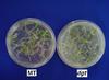 Small lateral root formation in the dgt mutant as compared to the control Micro-Tom (MT) cultivar.