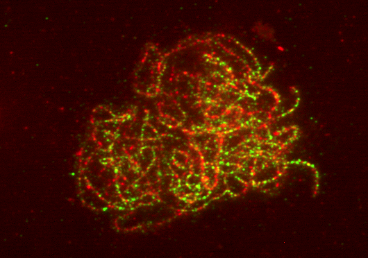 Tomato immunolabeling