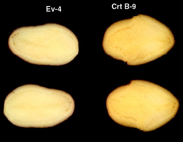 Ev-4, Crt B-9