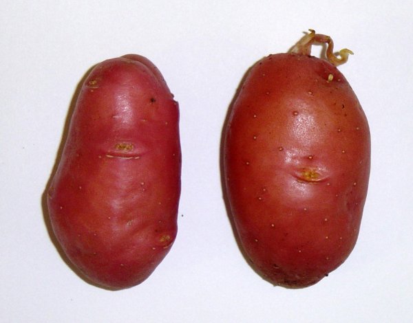 Over expression of a bacterial DXS gene